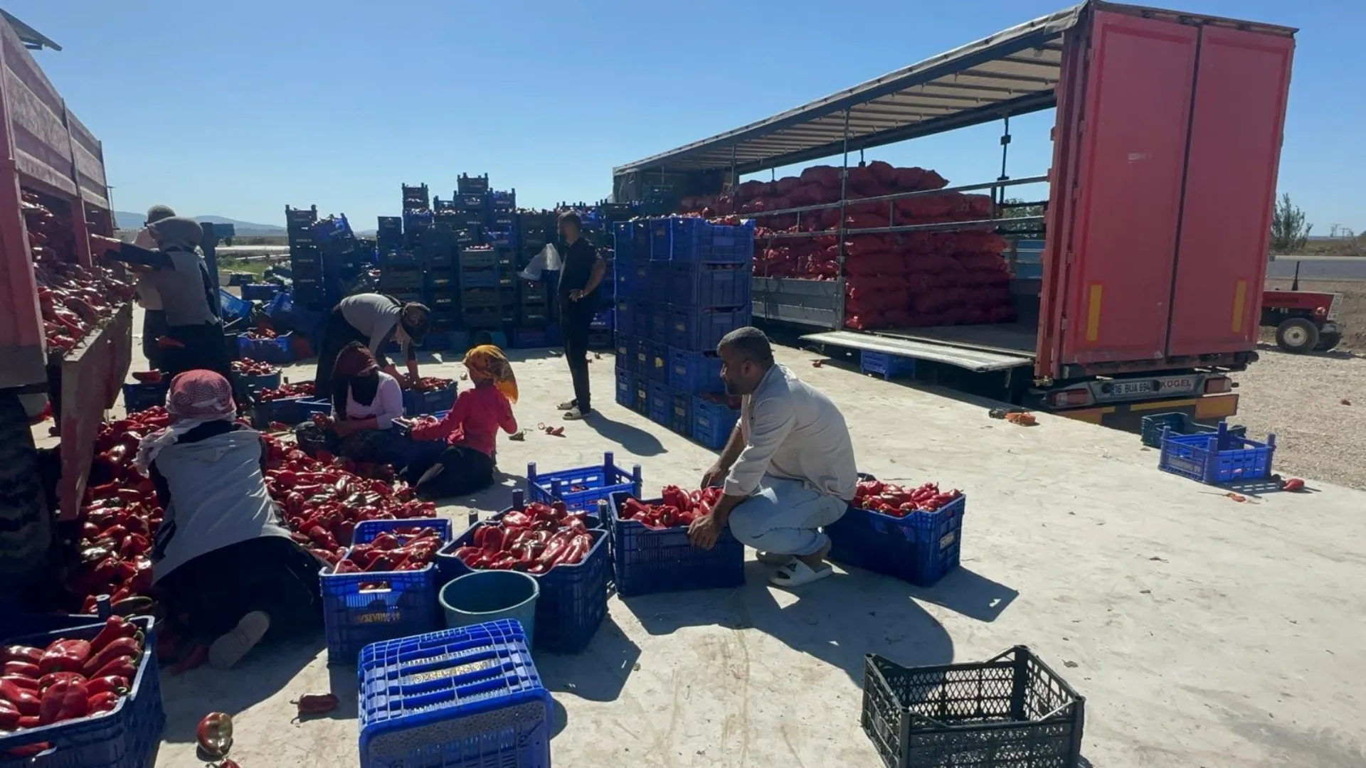 Karacabey’in Salçalık Biberine Türkiye’nin Dört Bir Yanından Talep Yağıyor (4)