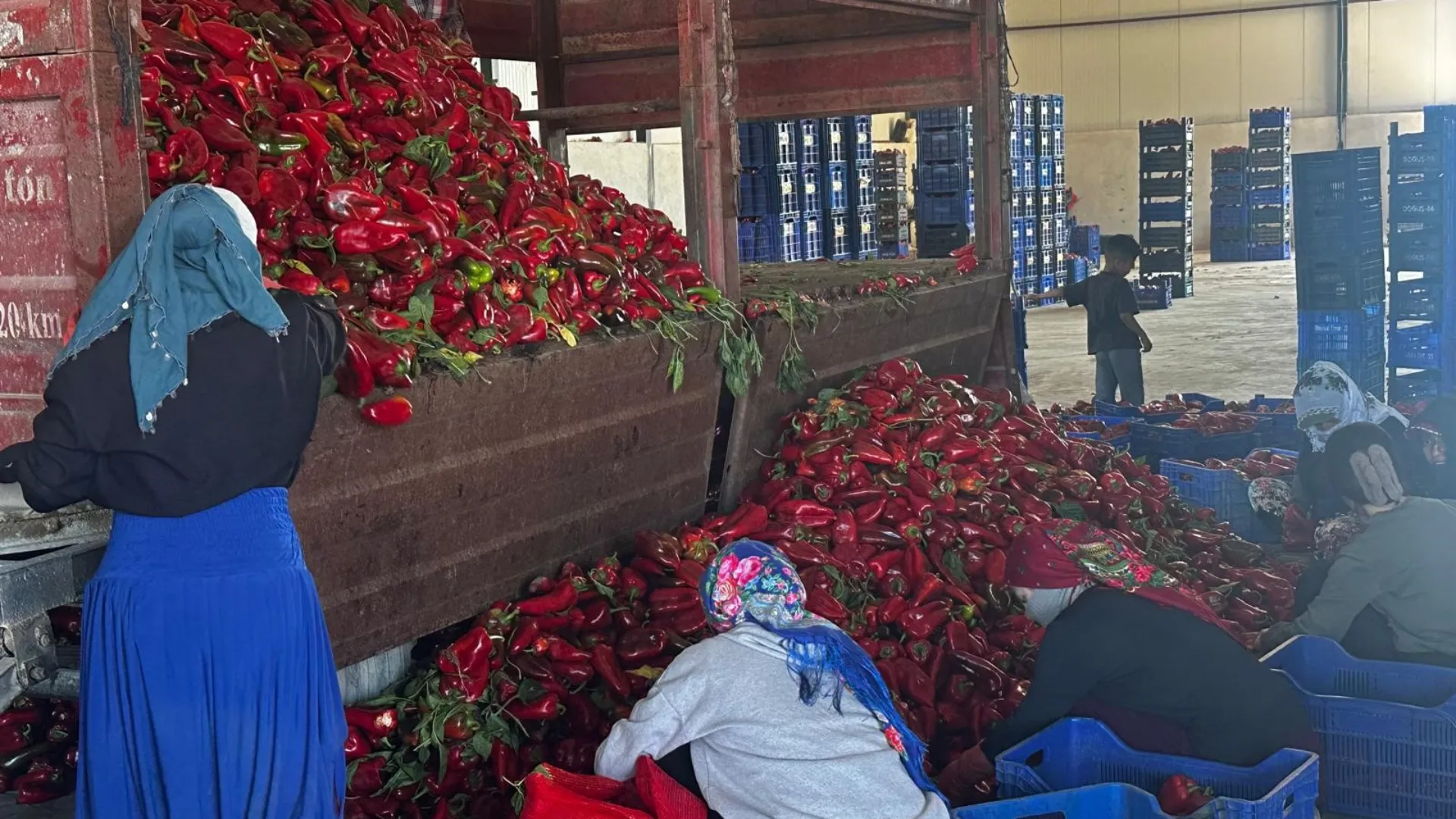 Karacabey’in Salçalık Biberine Türkiye’nin Dört Bir Yanından Talep Yağıyor (5)