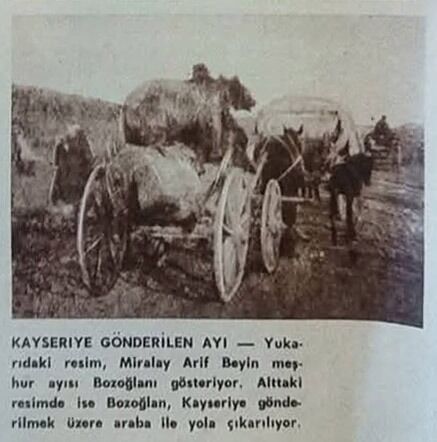 Mezi̇t Ormanlarindan Çikan Bi̇r Lakap Ayici Ari̇f Ridvan Pal Gençgazete (1)