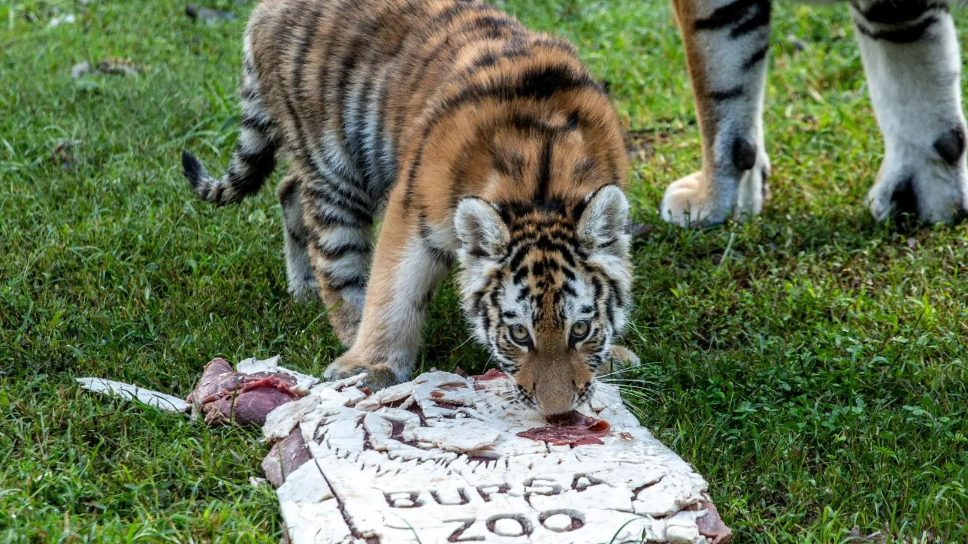 Türkiye’de doğan tek Amur kaplanı Virginia 100 günlük oldu