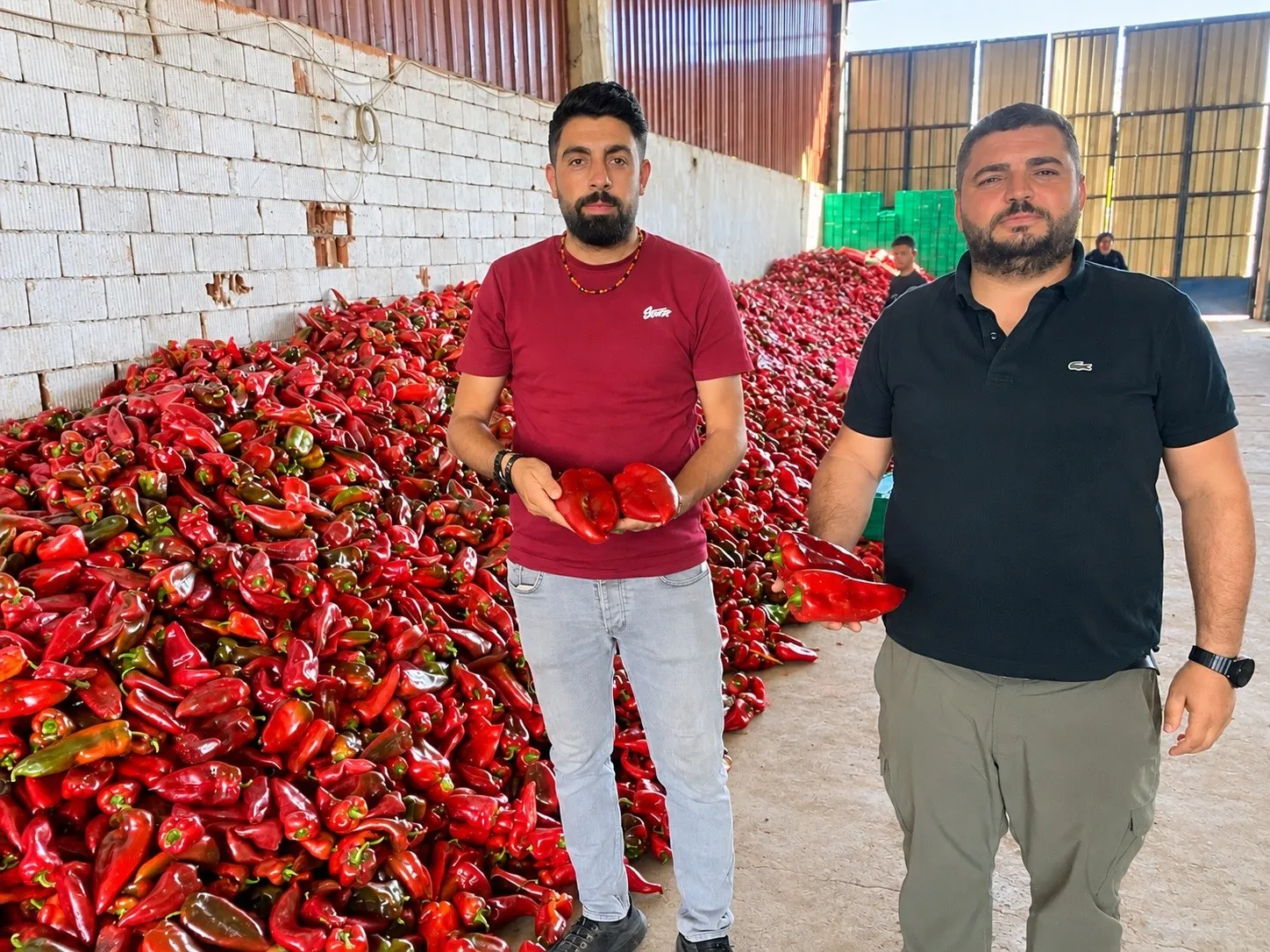 Yenişehir’de Kapya Biberi Fiyatı 18 Liraya Kadar Düştü (3)