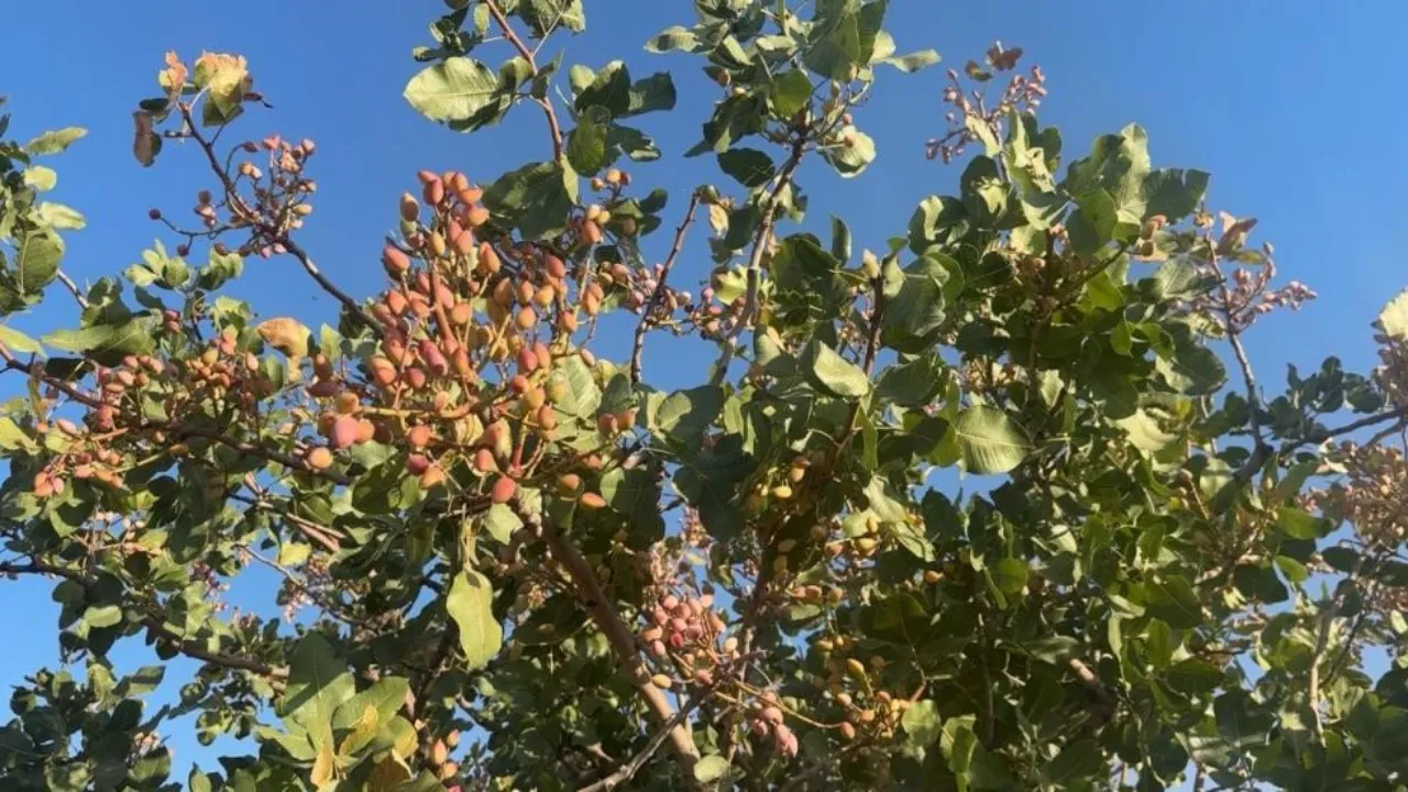 Antep Fıstığında Rekolte Artışı Bekleniyor! Usda 130 Bin Ton Tahmininde Bulundu (2)