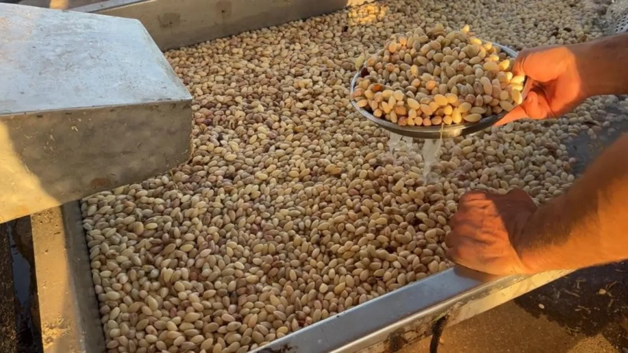 Antep Fıstığında Rekolte Artışı Bekleniyor! Usda 130 Bin Ton Tahmininde Bulundu (3)