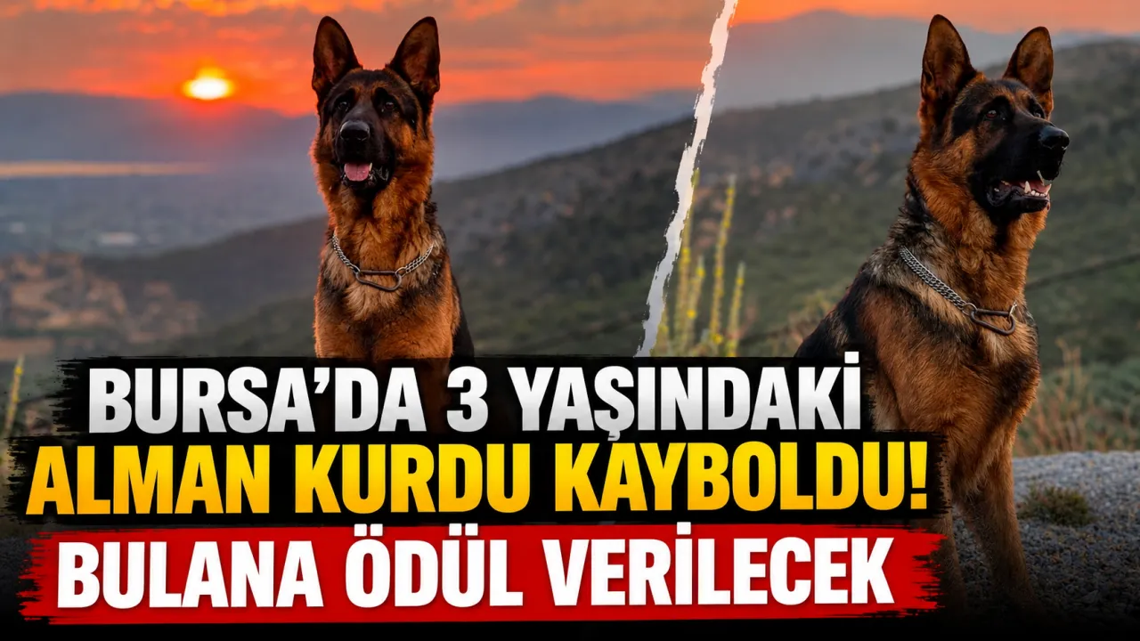 Bursa'da 3 Yaşındaki Alman Kurdu Kayboldu! Bulana Ödül Verilecek Gencgazete