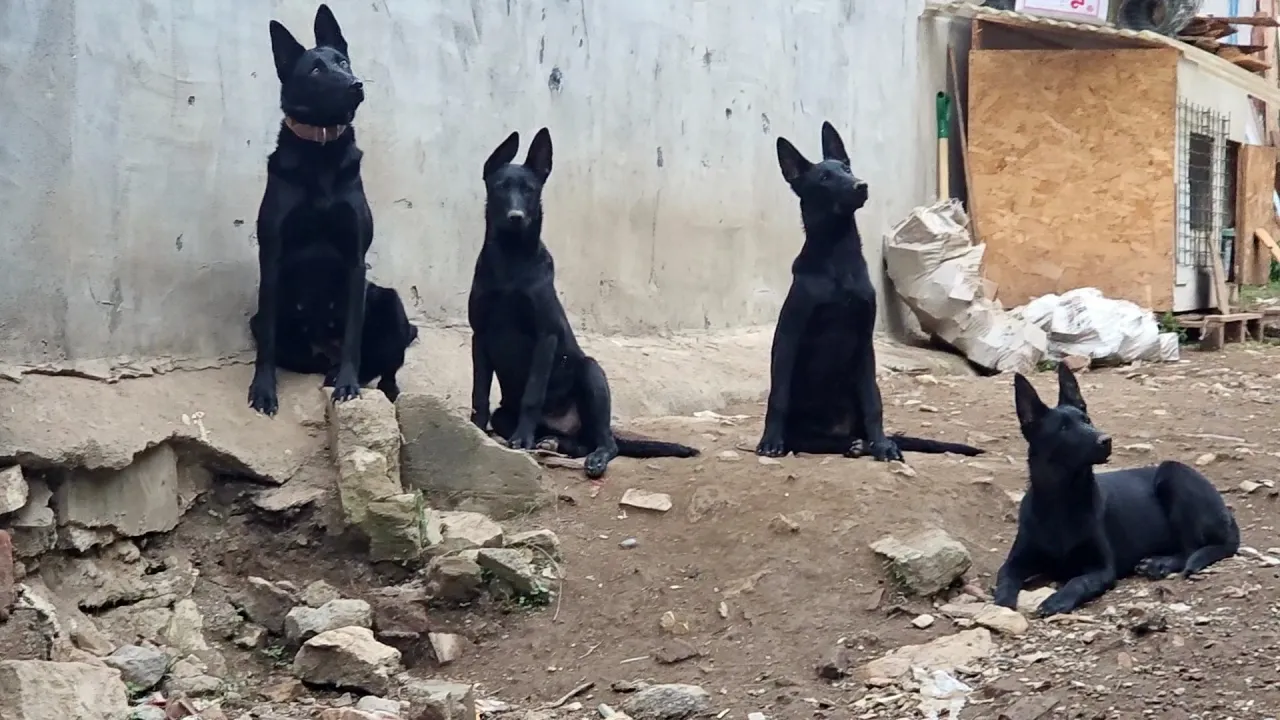 Bursa'da Köpek Çiftliği Mahalleyi Ayağa Kaldırdı! Muhtara Verilen Yanıt Tepki Çekti (2)