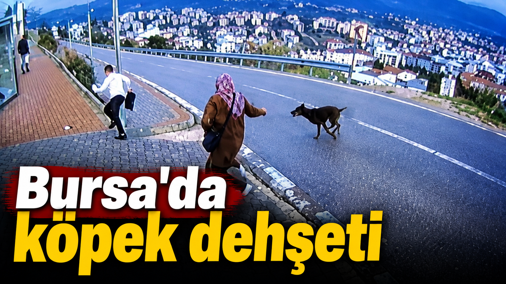 Bursa’da Köpek Dehşeti