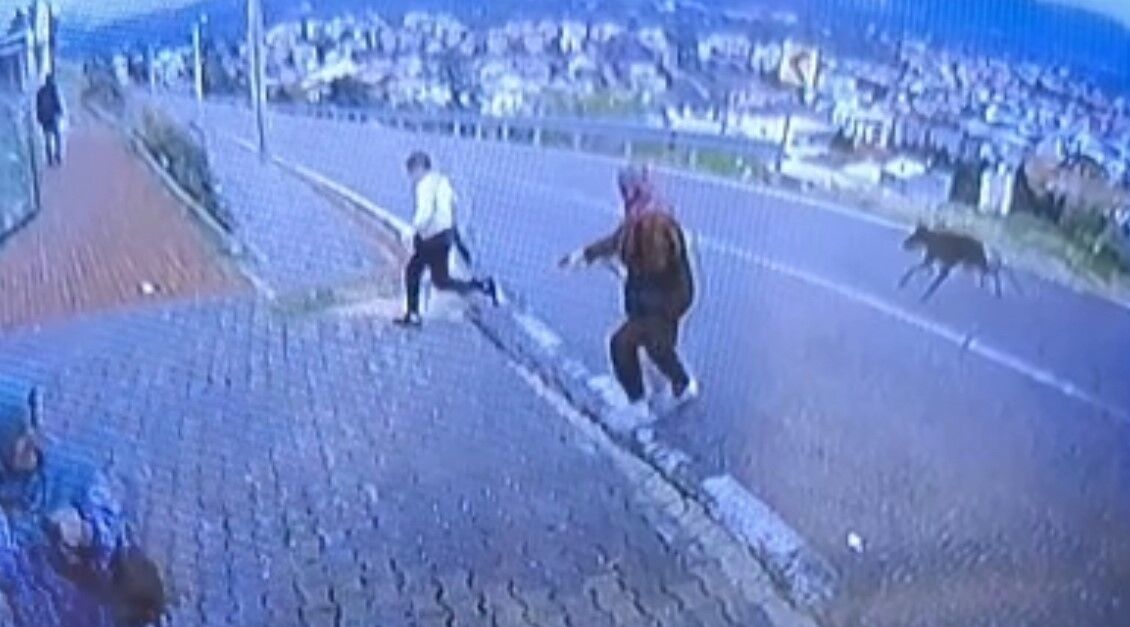 Bursa'da Köpek Dehşeti:köpek Çocuğa Saldırdıaw810082 02