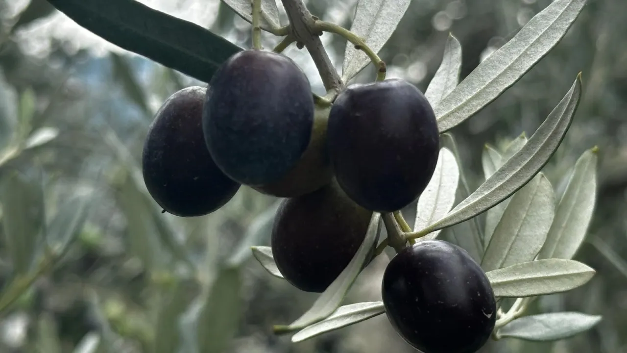 Bursa'da Zeytin Rekoltesi Belli Oldu! 290 Bin Tonluk Üretim Bekleniyor (1)