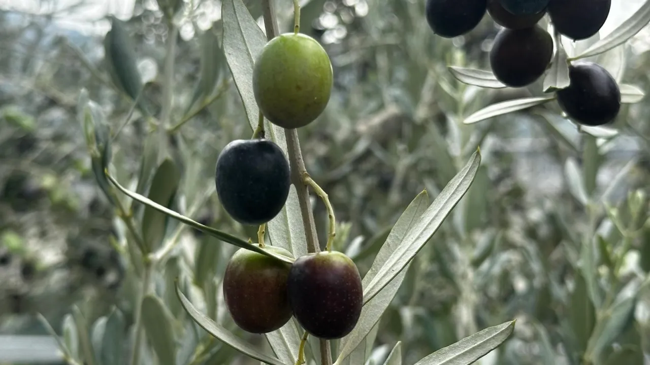 Bursa'da Zeytin Rekoltesi Belli Oldu! 290 Bin Tonluk Üretim Bekleniyor (4)
