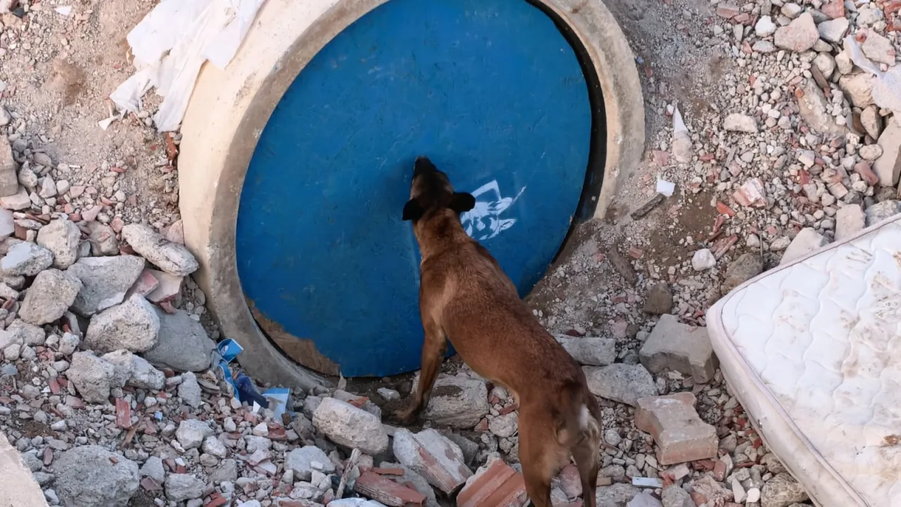 İnegöl'deki Enkaz Alanı K9 Köpeklerinin Eğitim Üssü Oldu! Rusya'dan Bile Geliyorlar (4)