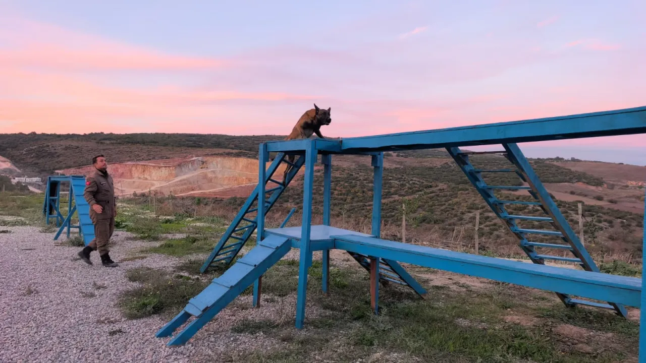 İnegöl'deki Enkaz Alanı K9 Köpeklerinin Eğitim Üssü Oldu! Rusya'dan Bile Geliyorlar (5)