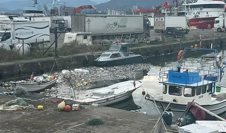 Karadeniz’de Palamut Bolluğu İsrafa Dönüştü! Mahalleli Balık Kokusundan Pencere Açamıyor6Ad2089Af15B2619D4A3E8B6.Jpg
