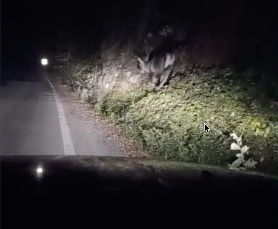 Keles Boğazova'da Gece Saatlerinde Yola Inen Geyik Görenleri Hayrete Düşürdü.49B191A8 5952 4D6D 877C 8617Ea57Bce9
