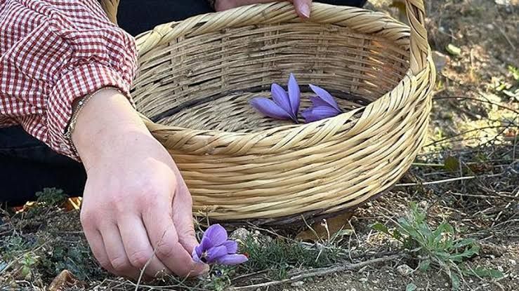 Kilosu 800 Bin Tl'yi Buluyor! Safranbolu'da Tarlalar Mora Büründü, Kırmızı Altın Hasadı Başladı!Images 65