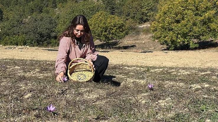 Kilosu 800 Bin Tl'yi Buluyor! Safranbolu'da Tarlalar Mora Büründü, Kırmızı Altın Hasadı Başladı!Images 67
