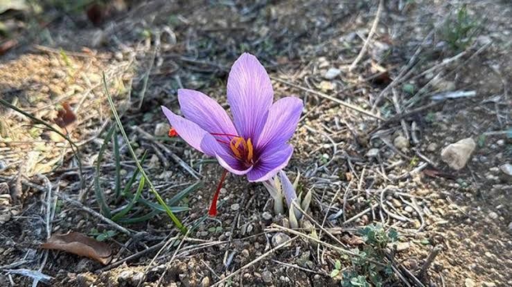 Kilosu 800 Bin Tl'yi Buluyor! Safranbolu'da Tarlalar Mora Büründü, Kırmızı Altın Hasadı Başladı!Images 68