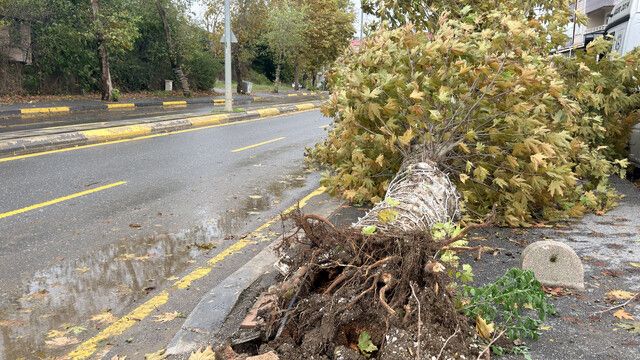 Sakarya'da Sağanak Sele Neden Oldu! Mahalle Su Altında Kaldı, Ağaçlar Devrildi