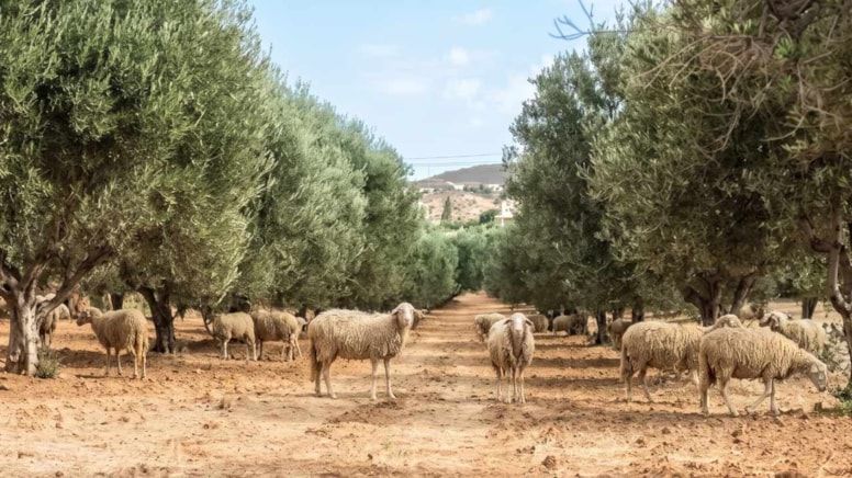 Zeytin Tarlasina Birakilan 13 Koyun 15 Yil Sonra Imkansizi Basardijpg Tbxoq3F Gc E K Er R V O G5 L Q2W